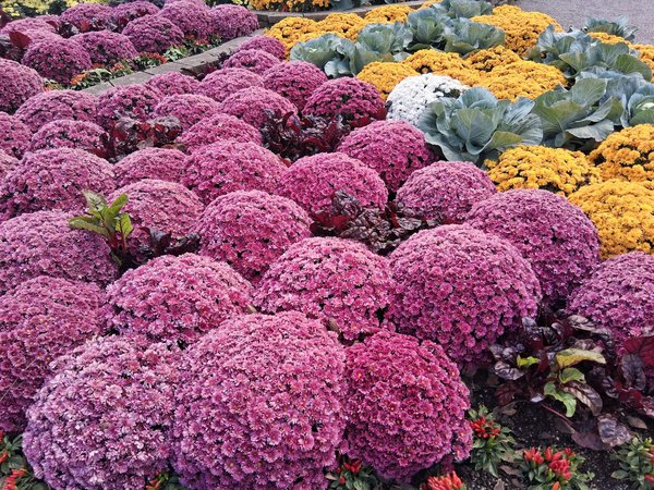 Comment préparer votre maison avant un traitement professionnel contre les punaises de lit