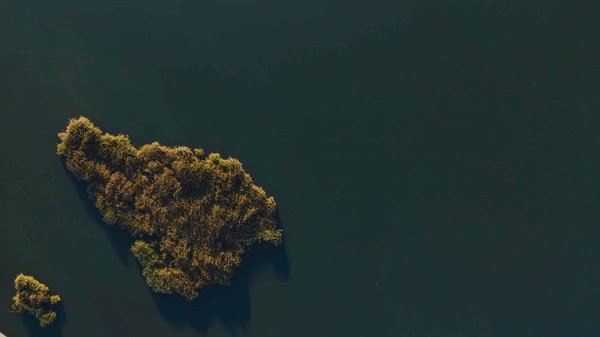 Quelles plantations choisir pour créer une haie brise-vent autour de votre piscine?